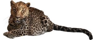 Capital de Risco: Entenda Como Funciona o Investimento de Alto Risco